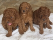 Quận 6 - bán 3 bé Poolde Nâu đỏ 2 tháng tuổi