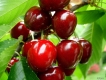 Bán cây Cherry có trái và cây Cherry giống