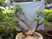 Bán vài cây bon sai