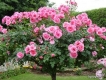 Bán hạt giống hoa hồng thân gỗ tree rose- hoa triệu người say