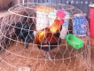 bán gà peru rặc