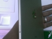 Ipad mini 4 4G màu gold 16gb hàng FPT Còn bảo hành dài