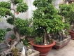 Thanh lí cây Sanh- bonsai của ông cụ ở quê
