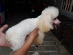 Nhận phối giống chó Teacup Poodle lông trắng dưới 2 Kg