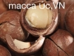 Chuyên sỉ và lẻ hạt MẮC CA ÚC.