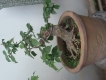 TP Hồ Chí Minh - Cần bán một vài cây bonsai....