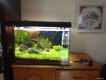Bình Thạnh - bán Hồ cá thủy sinh 60cm