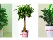 Bán, cho thuê cây cảnh văn phòng, cây nội thất