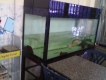 Thanh lý Cá Ngân Long + Hồ 1m4 (10ly)