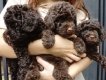Duy nhất 3 em Poodle Tiny màu cực hiếm (Chocolate)