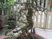 Giao lưu bonsai