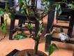 Nho Thân Gỗ Bonsai Mini - Nhà Vườn Khánh Võ