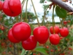 Cây Cherry có trái - Nhà vườn Khánh Võ