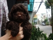 Duy nhất 1 bé Poodle Tiny Socola nhỏ xinh giá cực tốt