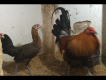 Chuyên bán gà con mỹ,mỹ lai peru