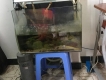 cần thanh lí hồ thủy sinh 50 x 50 cm  đầy đủ