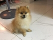 Nhận phối giống pom ( phóc sóc ) mặt gấu chân to giá rẻ