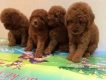 Thanh lí 2 em poodle 2 tháng giá 6tr