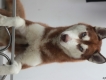 HCM - Husky thuần chủng nâu đỏ 4 tháng tuổi