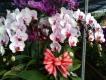 nhà vườn- chuyên cung cấp các loại Lan sỉ và lẻ.