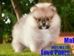Bán chó Phóc Sóc ( Pomeranian , Chó Fox Sóc ) Nhập Thái