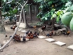 Chuyên Bán Gà Tre bổn  Lâu Năm