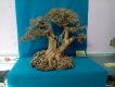 Hcm_bonsai cho hô thủy sinh
