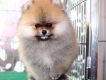 Bán Pomeranian ( Chó Phóc Sóc ) Nhập Thái Lan Thuần Chủng có giấy