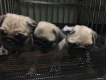Bán pug con 2 tháng tuổi
