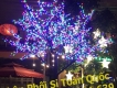 CÂY ĐÀO 3 MÀU 1800 LED
