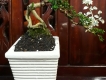 Cây sam hương đài loan bonsai mini