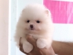 Dogshop Tiểu BinBon chuyên các giống Pom&Poodle Bao xinh Giá Tốt!
