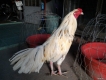 Gà nòi giá cản mái