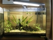 Thanh lý 2 hồ thủy sinh giá rẻ