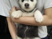 Husky thuần chủng sinh ngày 16/2