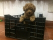 Bé Poodle size tiny chất lượng giá cực rẻ