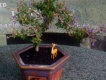 Bonsai mini giá sinh viên....