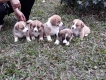 5 bé Corgi vàng- trắng sinh ngày 28/01 đầy đủ VKA.