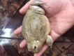 africa bullfrog