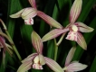 Kỹ thuật trồng Lan Thanh Ngọc Cymbidium ensifolium