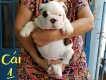 Bán chó English Bulldog, 50 ngày tuổi, giáy Vka, gia phả vô địch !!!