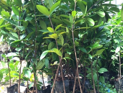 Trại Cây Giống Bình Dương, Vựa giống cây trồng Bình Dương, Hạt giống