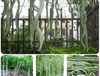 Hạt giống mướp nhật quả dài