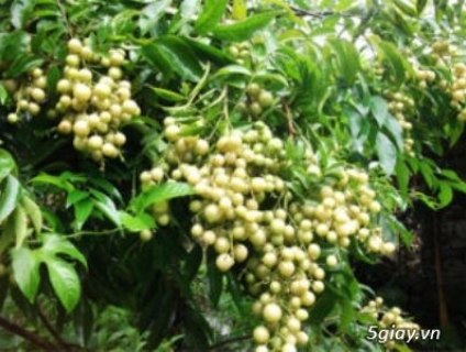 Cây mắc mật tại Cần Thơ