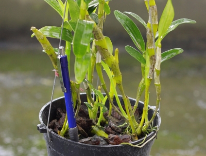 Orchivi.com chuyên cung cấp hoa lan đẹp, lan rừng giá cả đẹp như lan