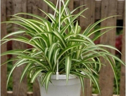 Chuyên cây Phong Thủy (Lan Cầu Tài & Dứa Vạn Phát)