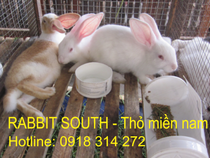 Mua thịt thỏ làm sẵn tại TPHCM