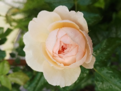 Thanh lý hoa hồng ngoại