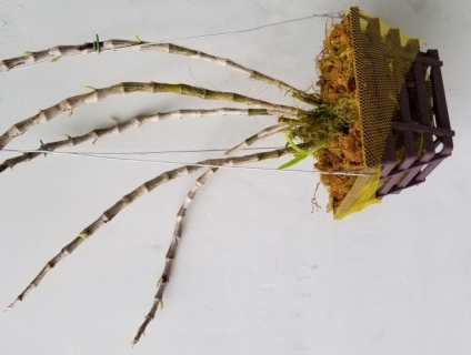 Lan ý ngọc đang nụ