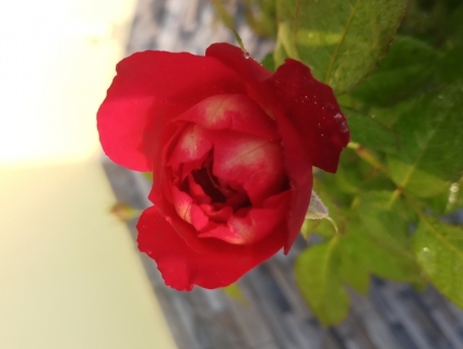 Thanh lý hoa hồng ngoại